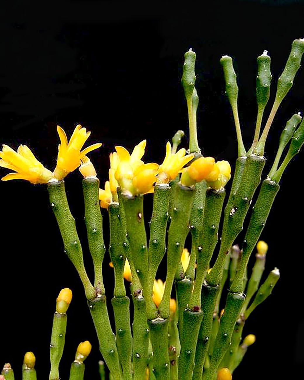Hatiora salicornioides
