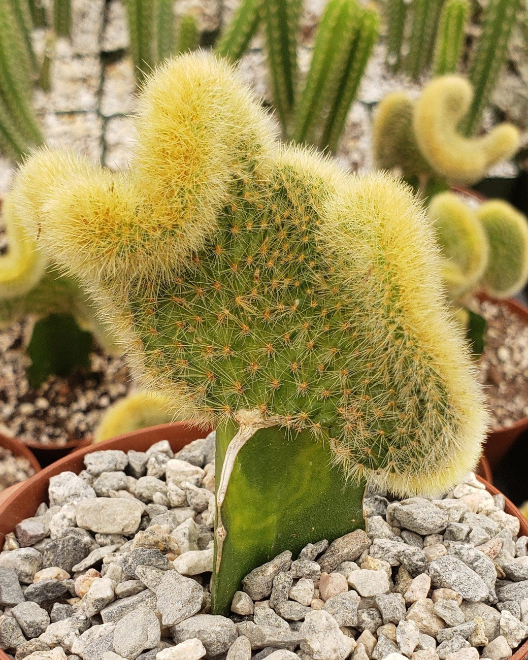 Hildewintera aureispina cristata