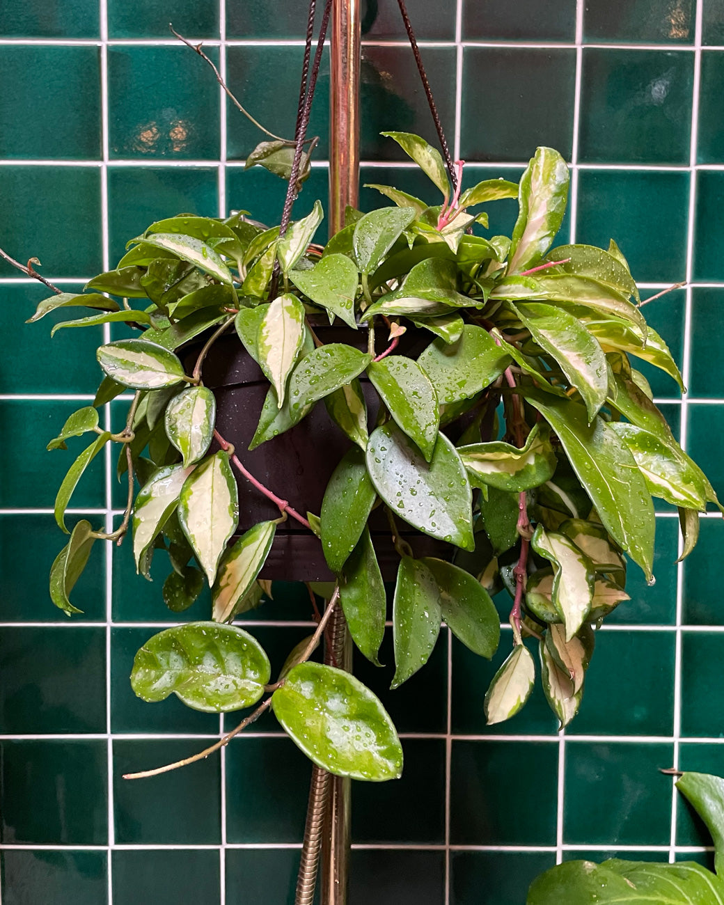 Hoya Krimson Queen in a hanging basket, for sale at Tula Plants & Design.
