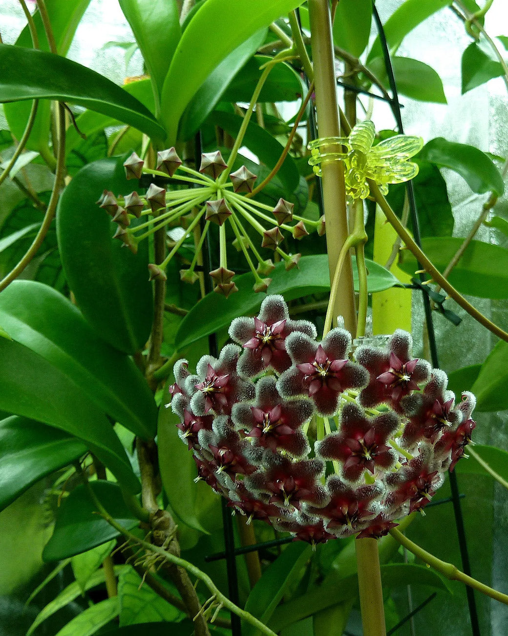 Hoya pubicalyx 'Black Dragon'