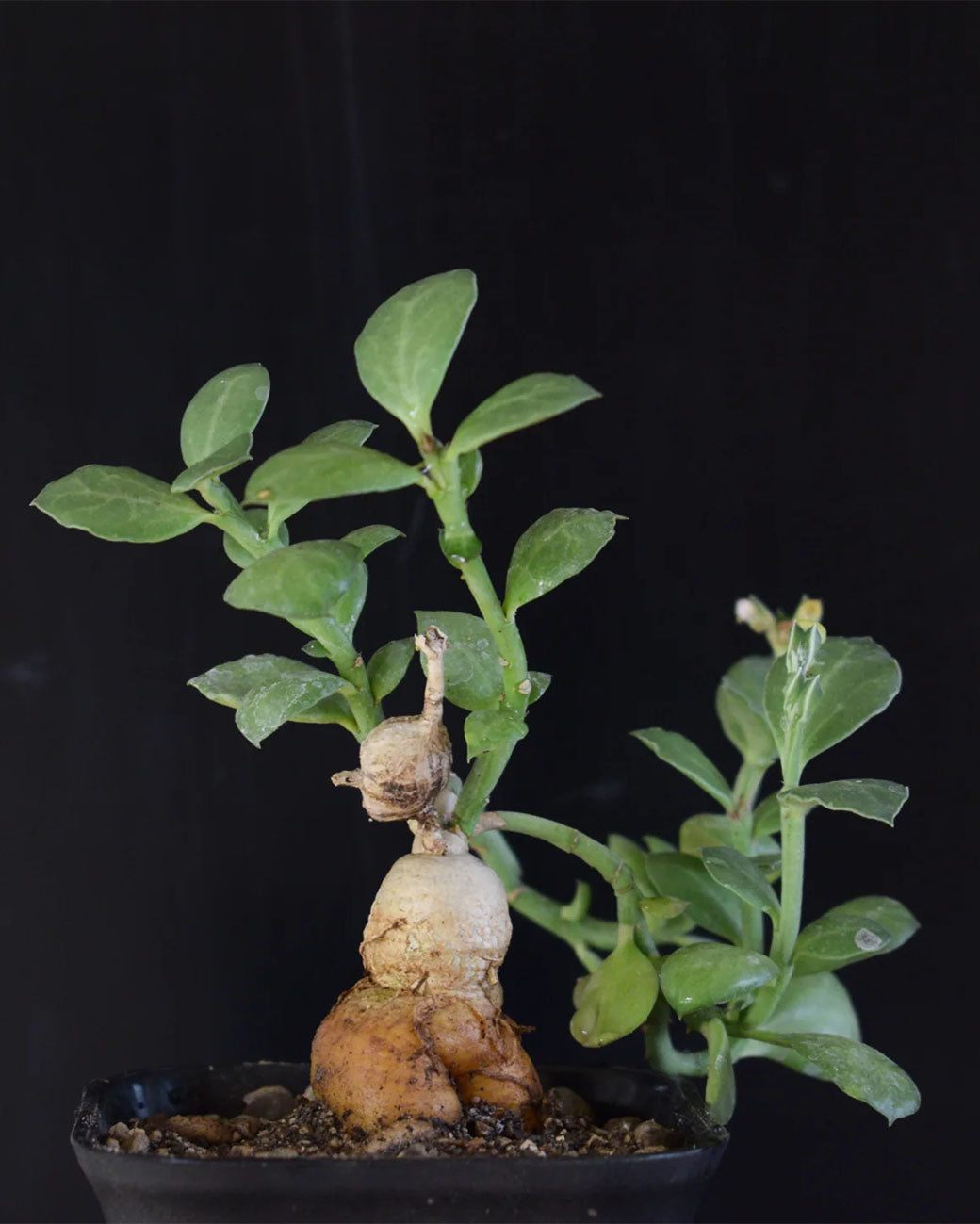 Monadenium rubellum