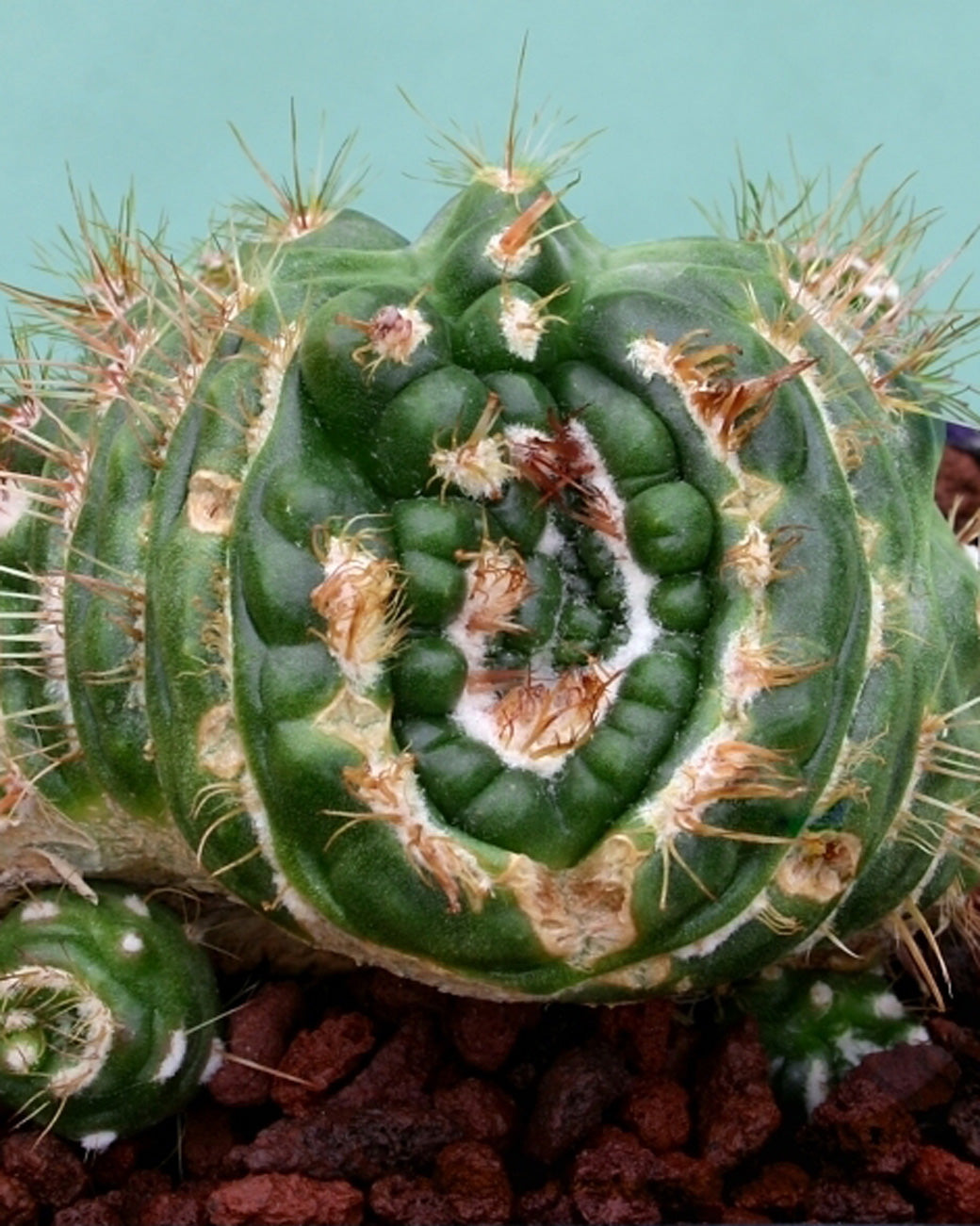 Notocactus werdemannianus spiralis