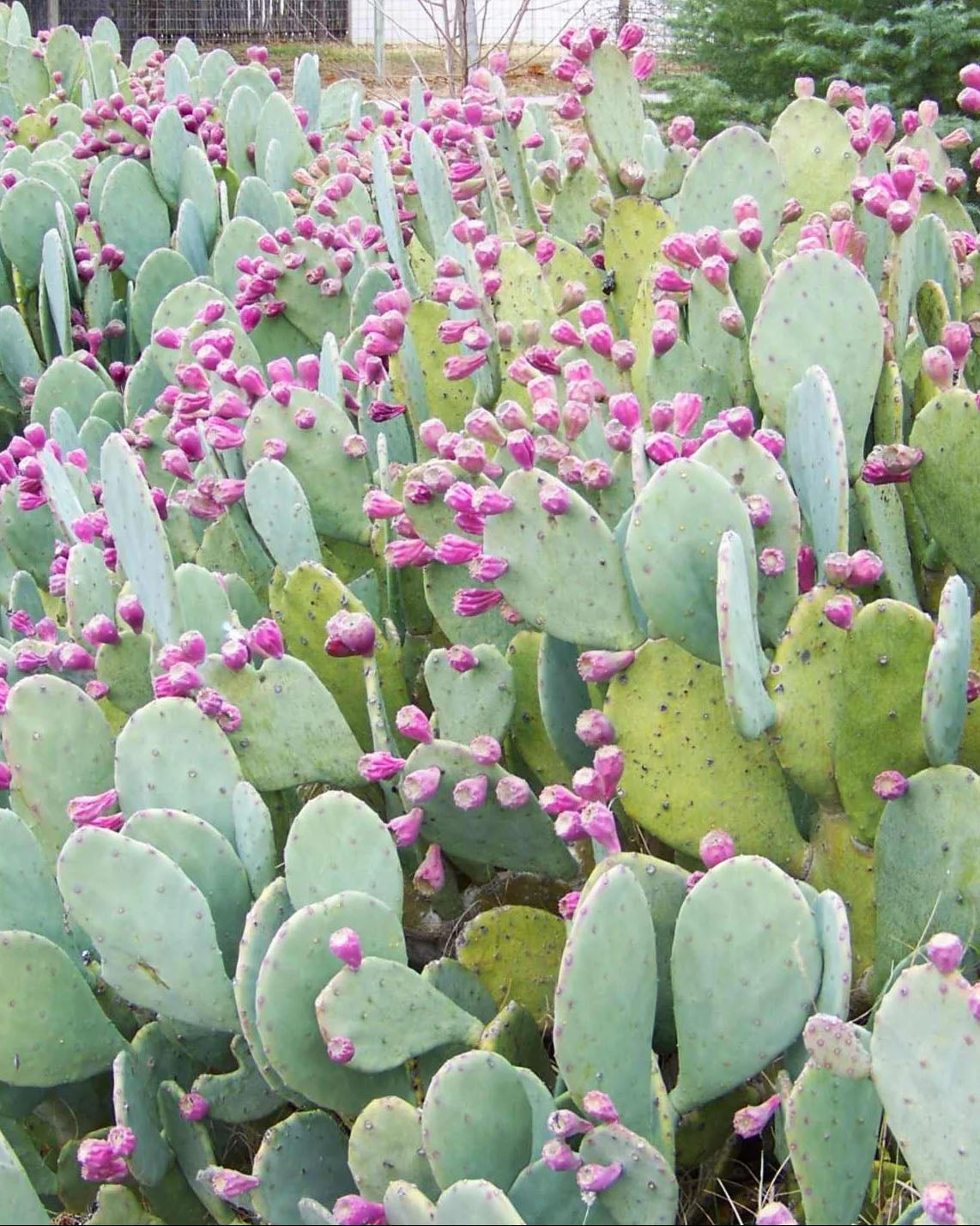 Opuntia cacanapa 'Ellisiana'