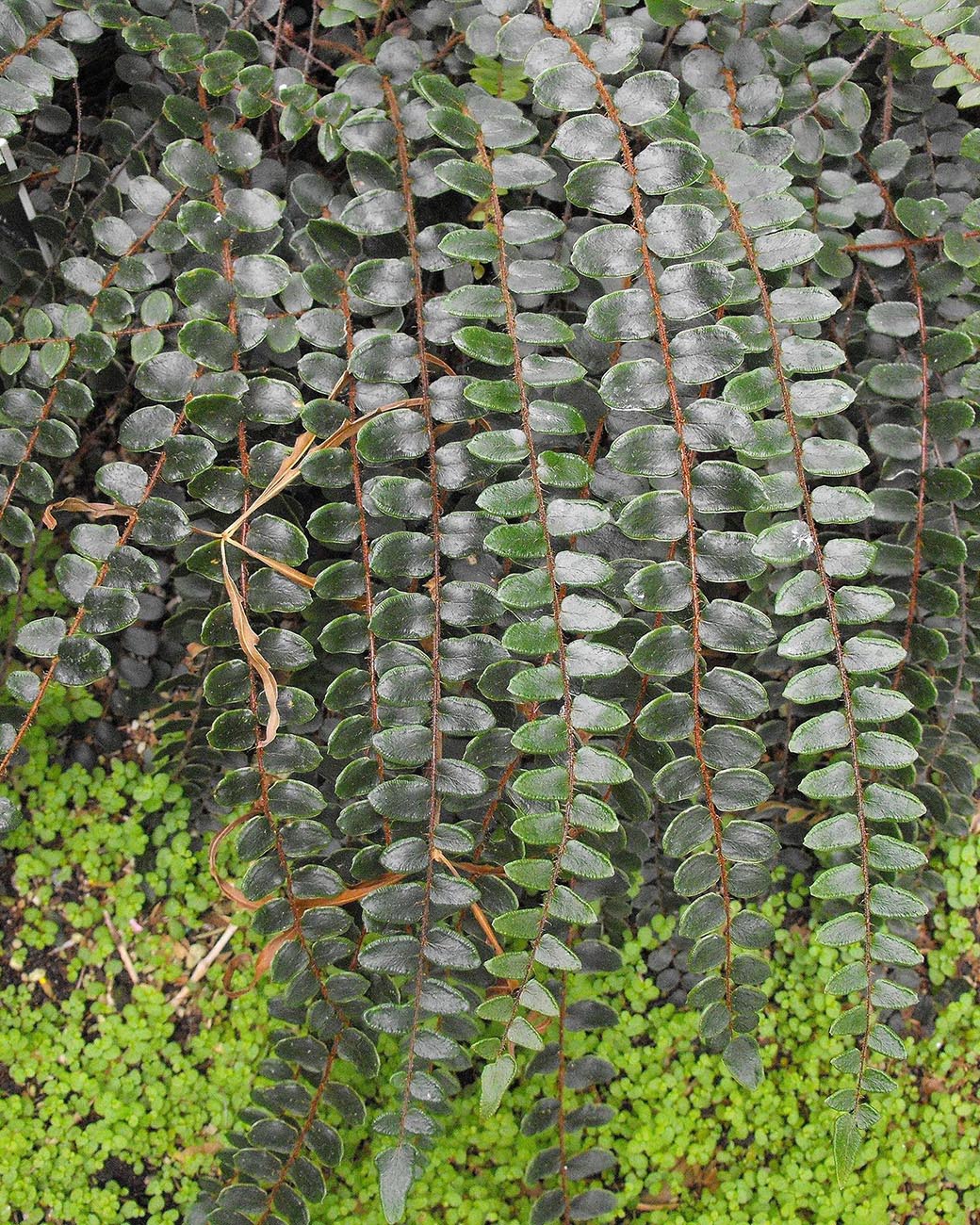 Pellaea rotundifolia