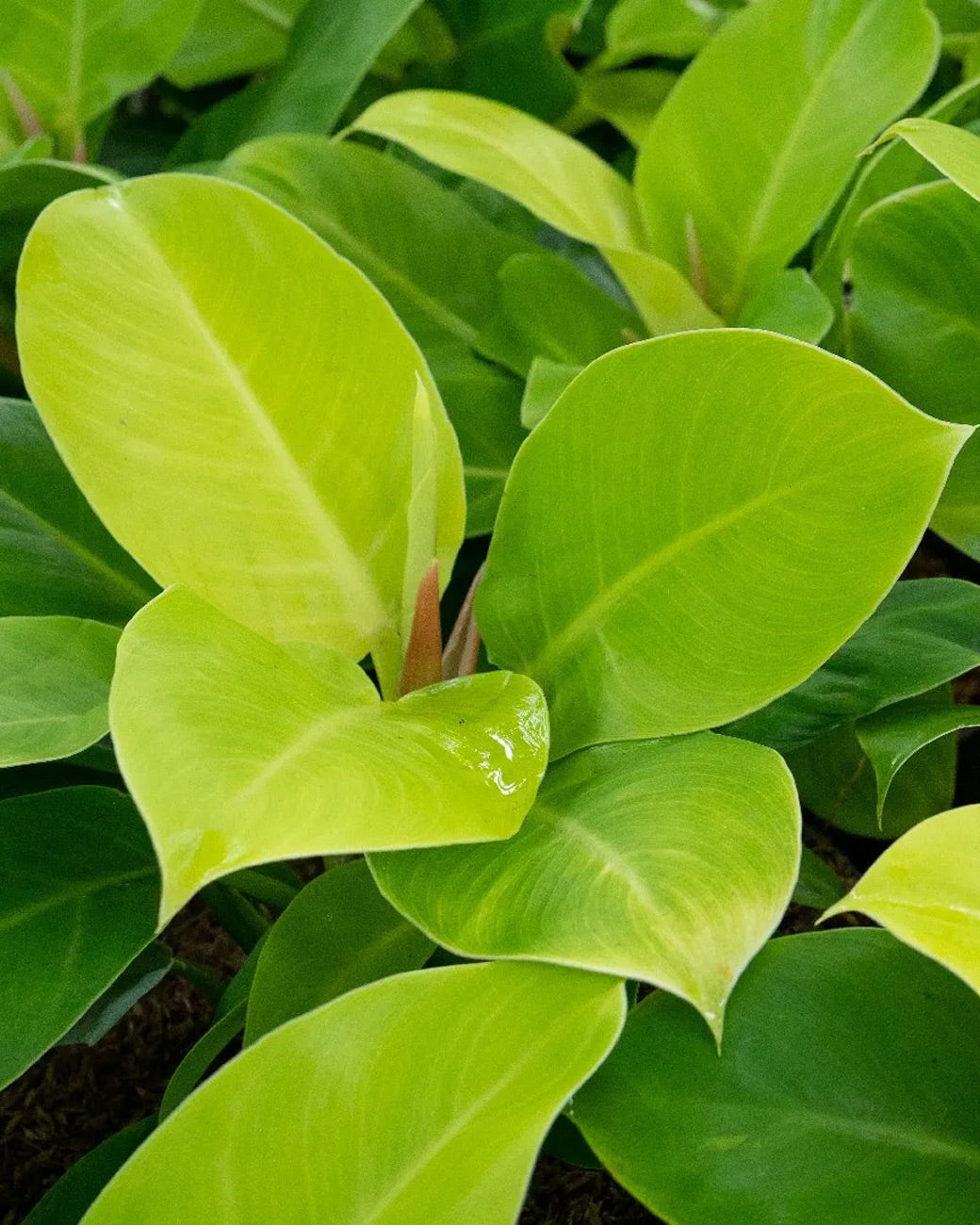 Philodendron 'Moonlight'