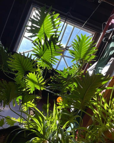The mother Philodendron bipinnatifidum above the shop at Tula Plants & Design.
