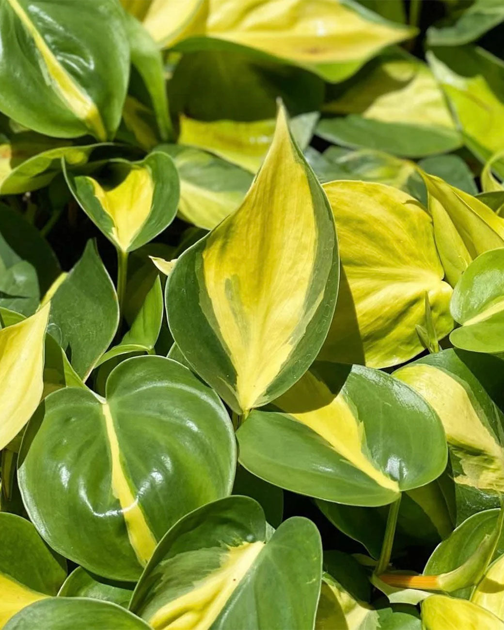 Philodendron 'brasil'