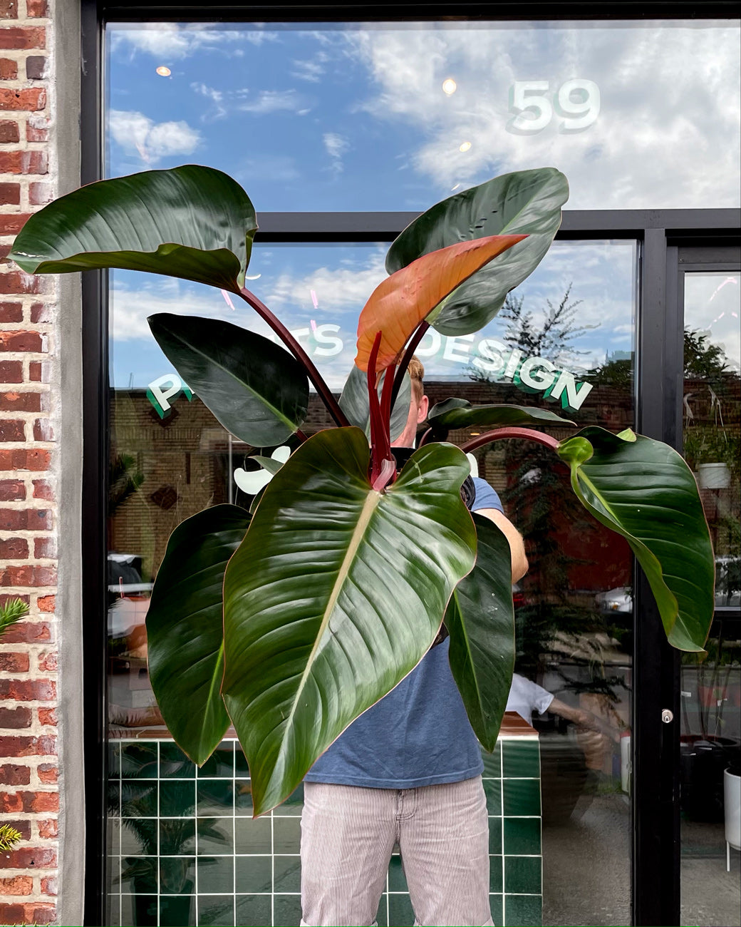 A massive Philodendron Congo Rojo, for sale at Tula Plants & Design.