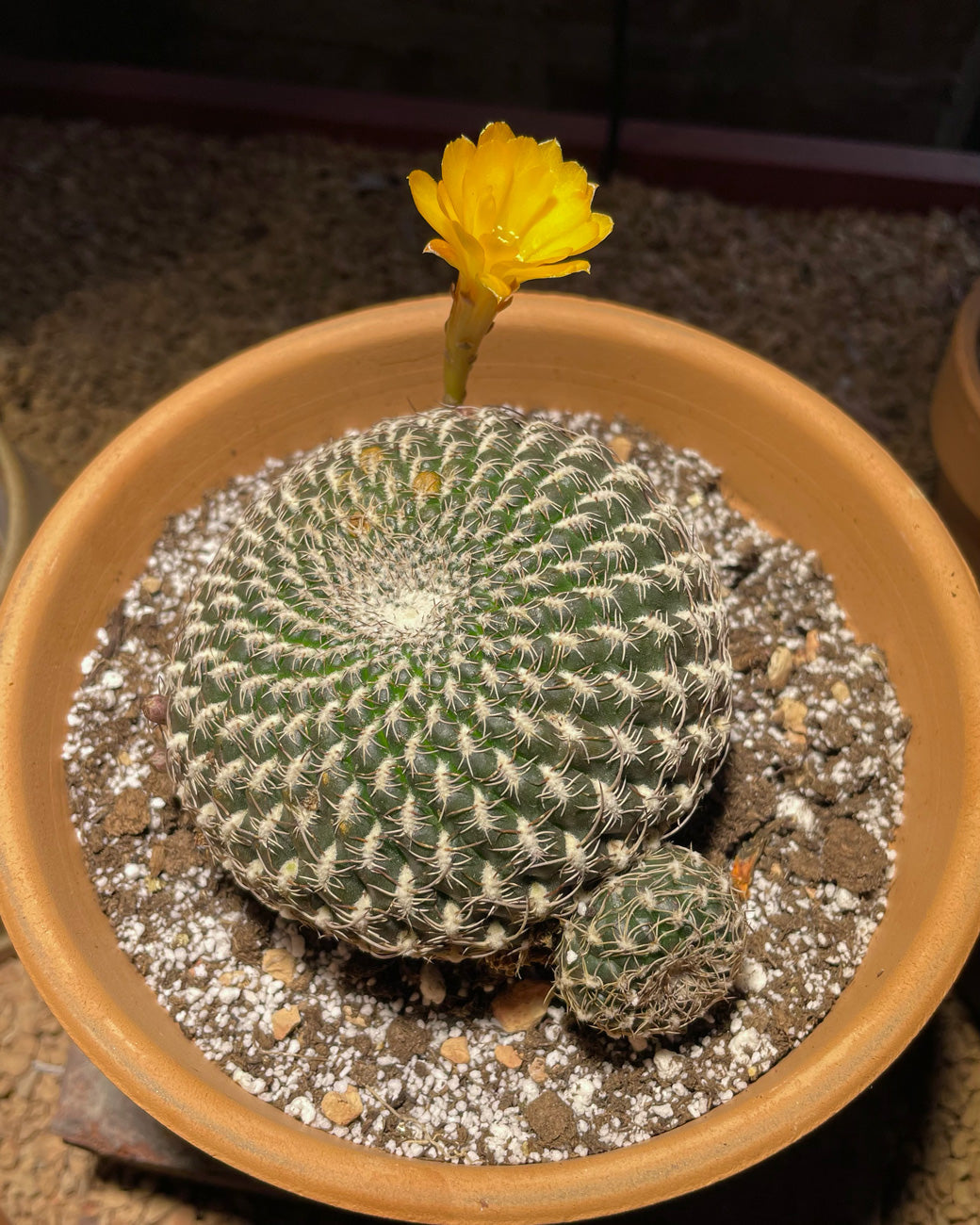 A flowering Sulcorebutia arenacea for sale at Tula Plants & Design.