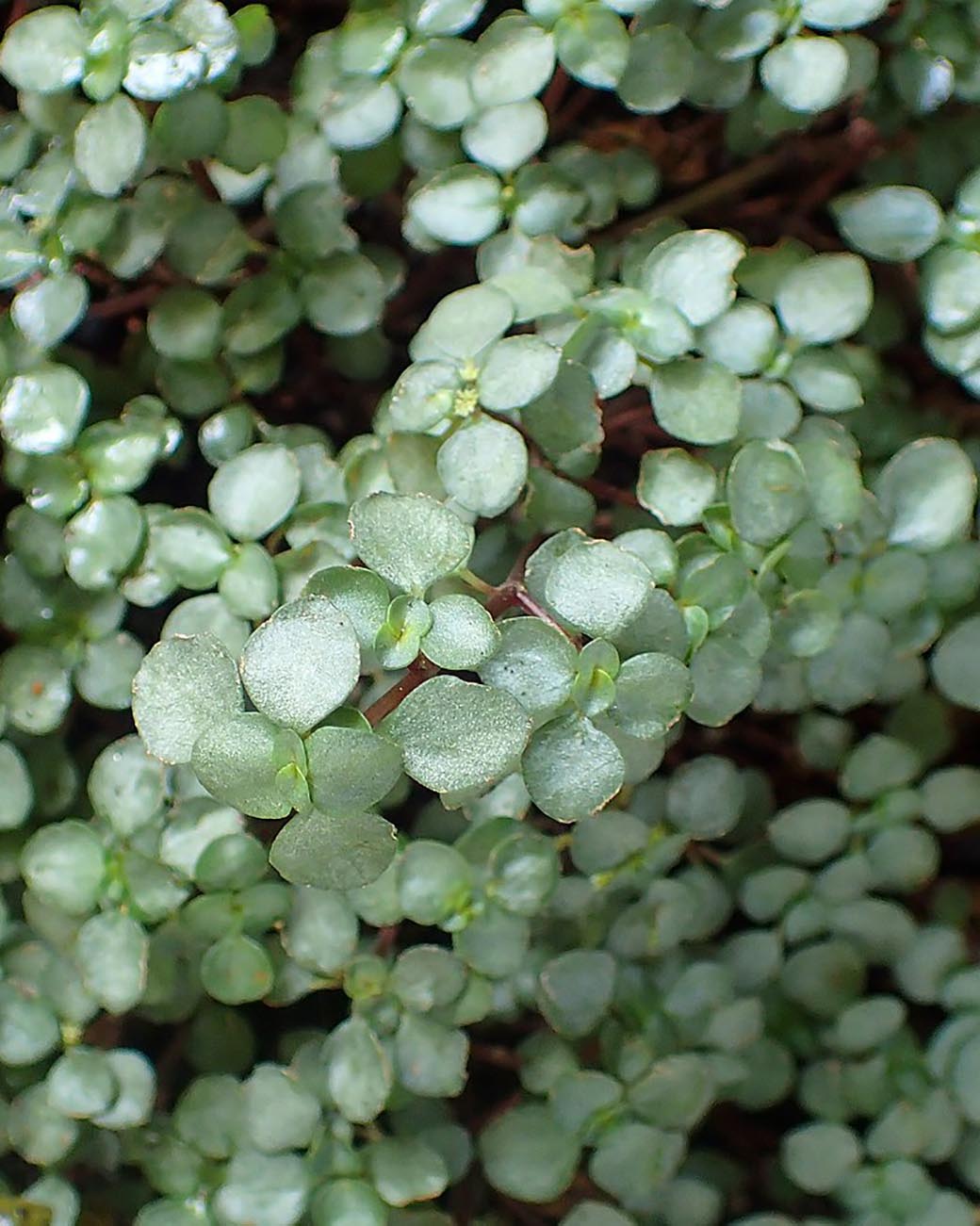 Pilea glauca 'Aquamarine'
