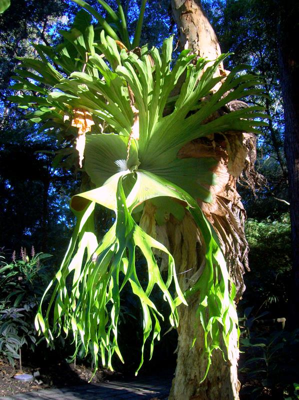 Platycerium superbum (Staghorn Fern)