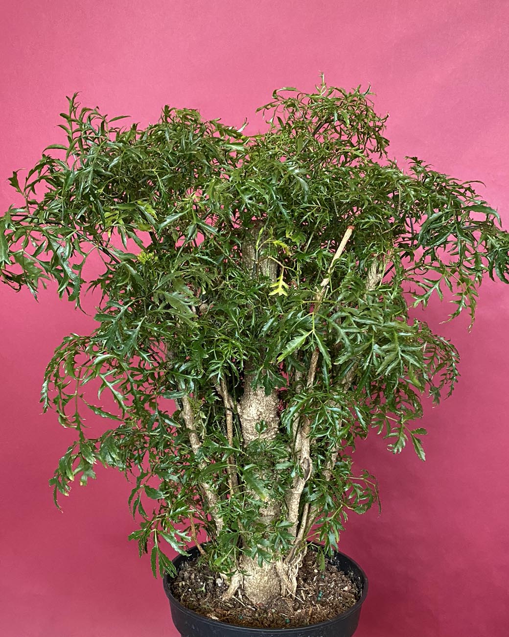 Polyscias fruticosa