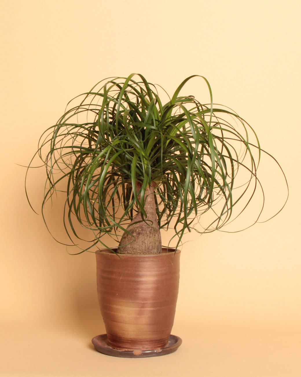 Beaucarnea recurvata