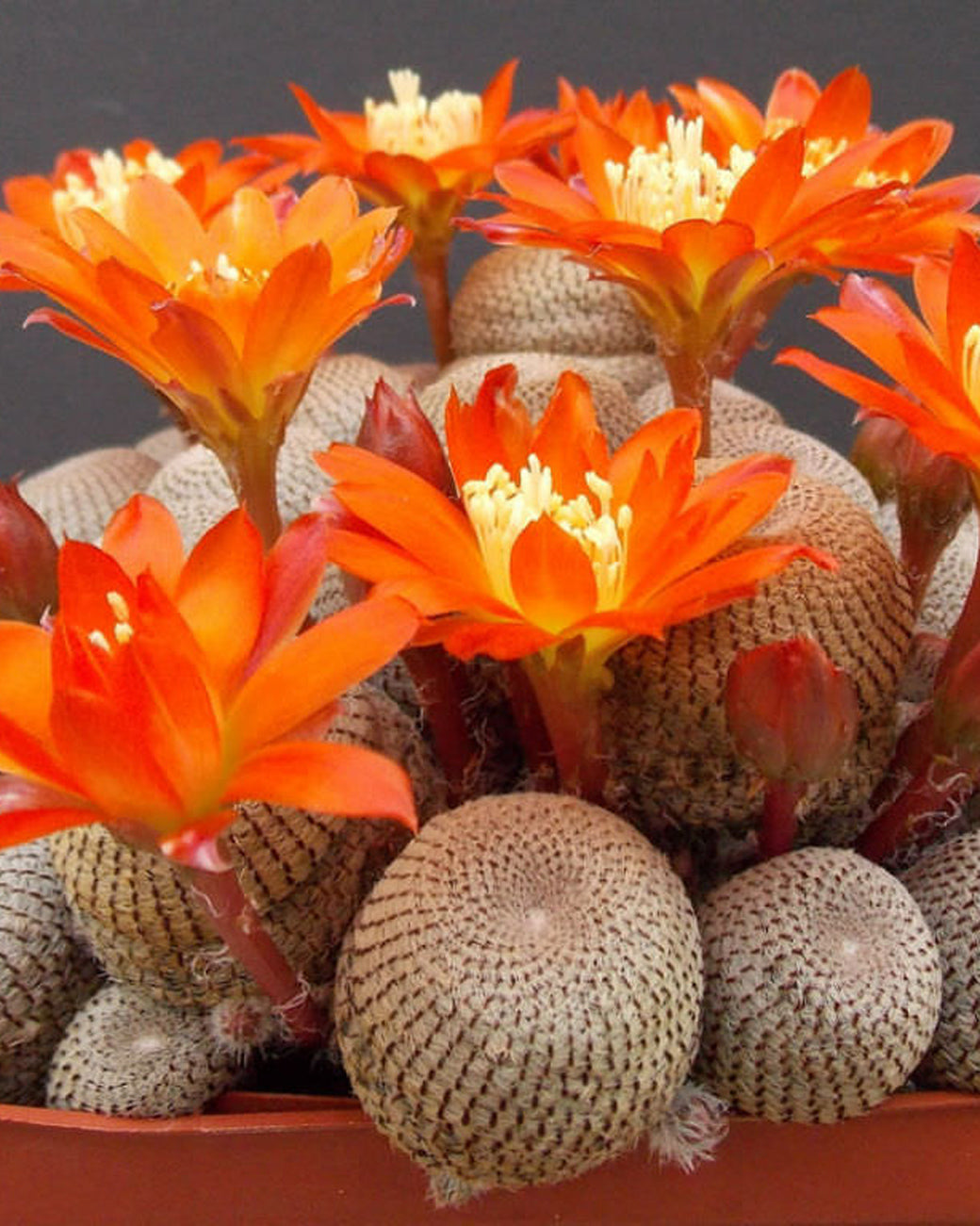 Image of Rebutia heliosa coming soon from Tula Plants & Design.