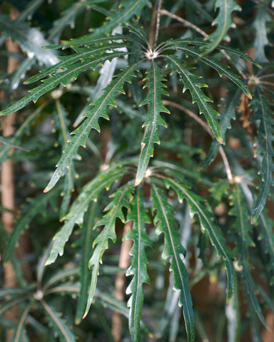 Image of Plerandra elegantissima, or False Aralia, coming soon from Tula Plants & Design.