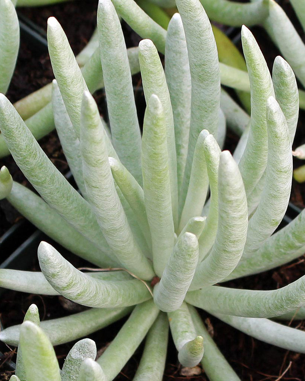 Senecio scaposus