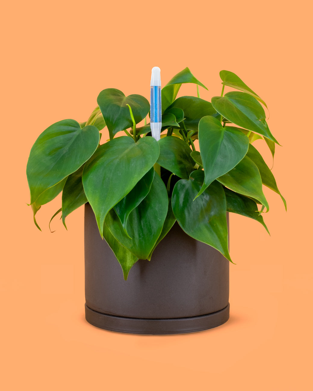 How Often Should I Water My Plant?