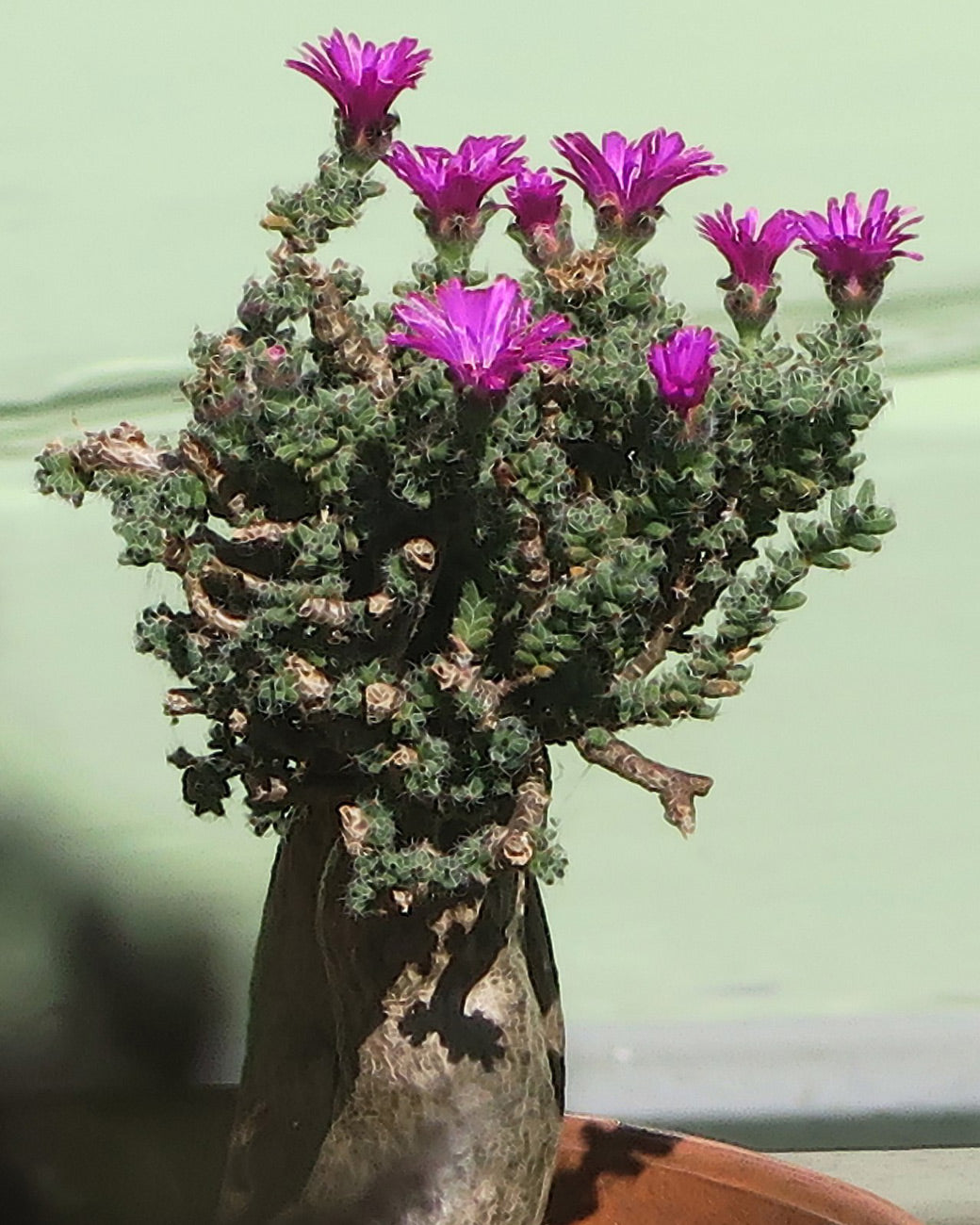 Image coming soon from Tula Plants & Design.
