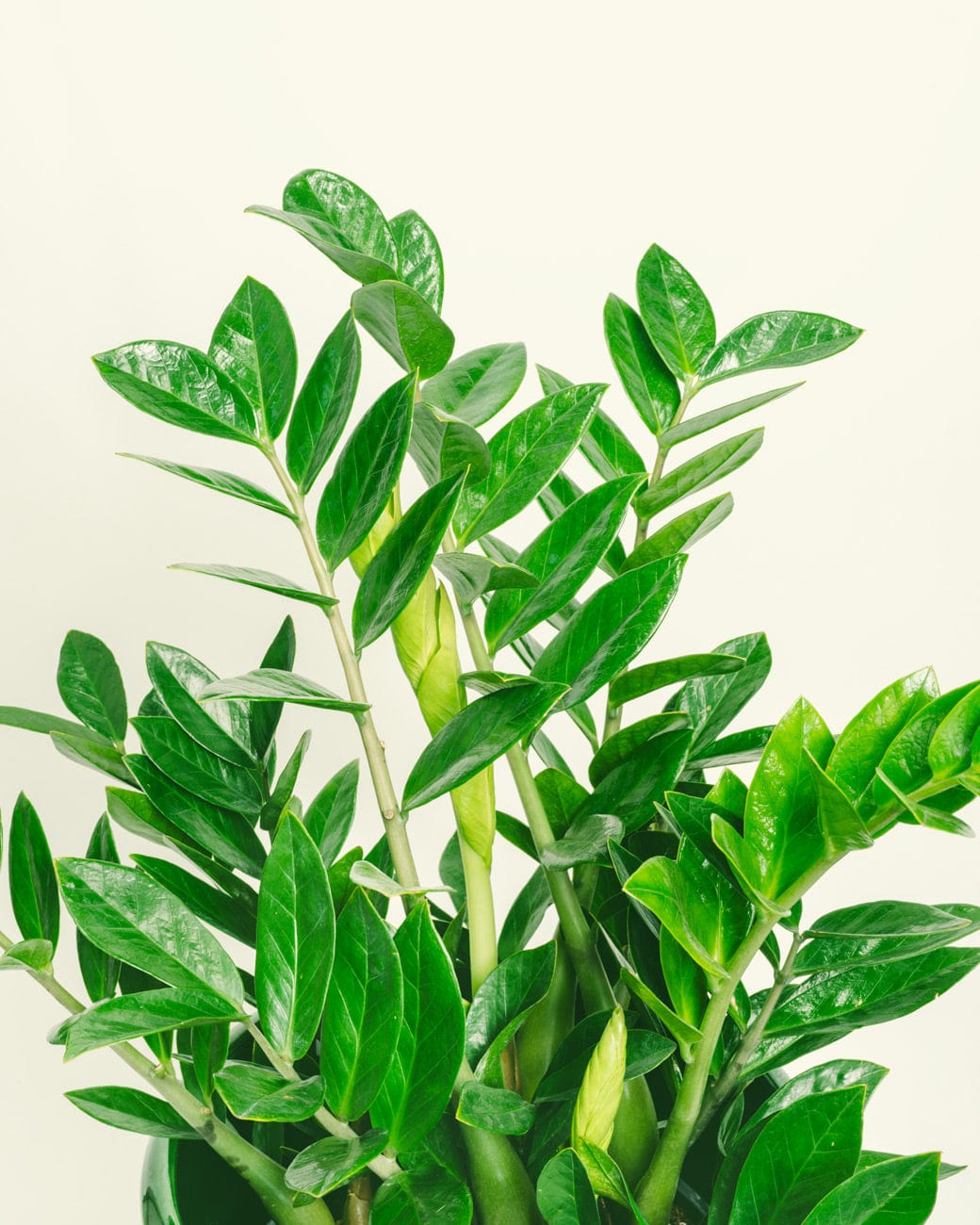 Zamioculcas zamiifolia