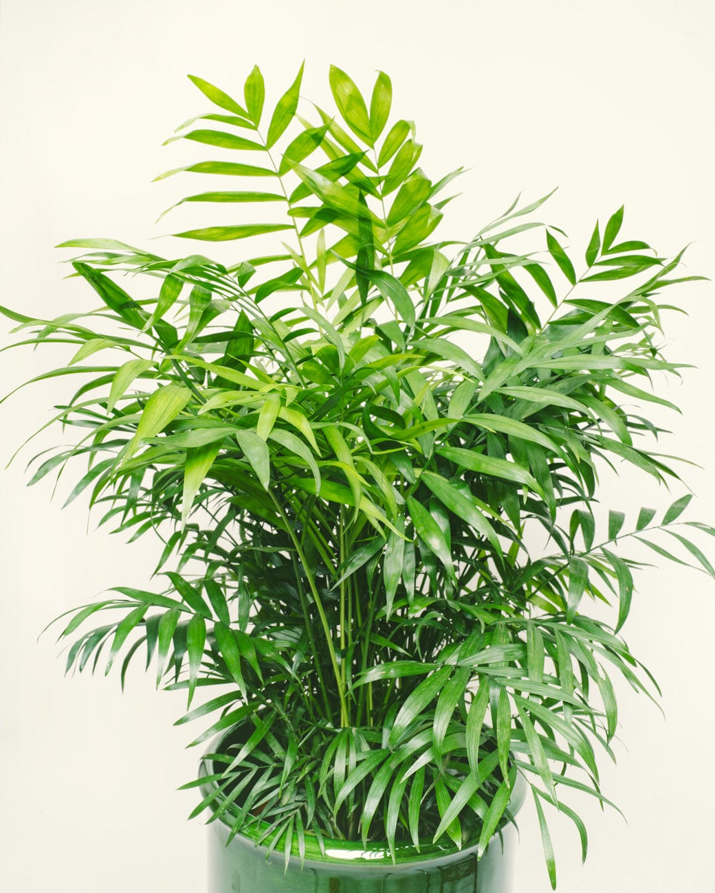 Breathe Easy: 5 Air-Purifying Plants for a Healthy Home