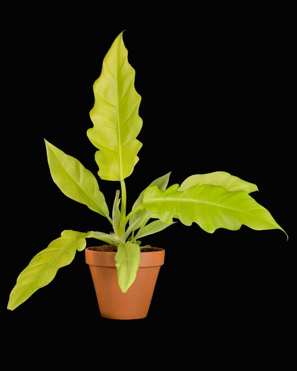 6 of the Best Houseplant and How to Care for them
