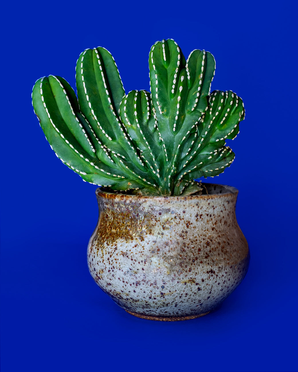 Pachycereus marginatus f. cristata