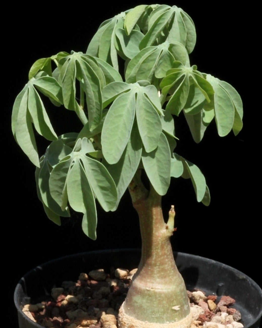 Adenia glauca (Elephant’s Foot)