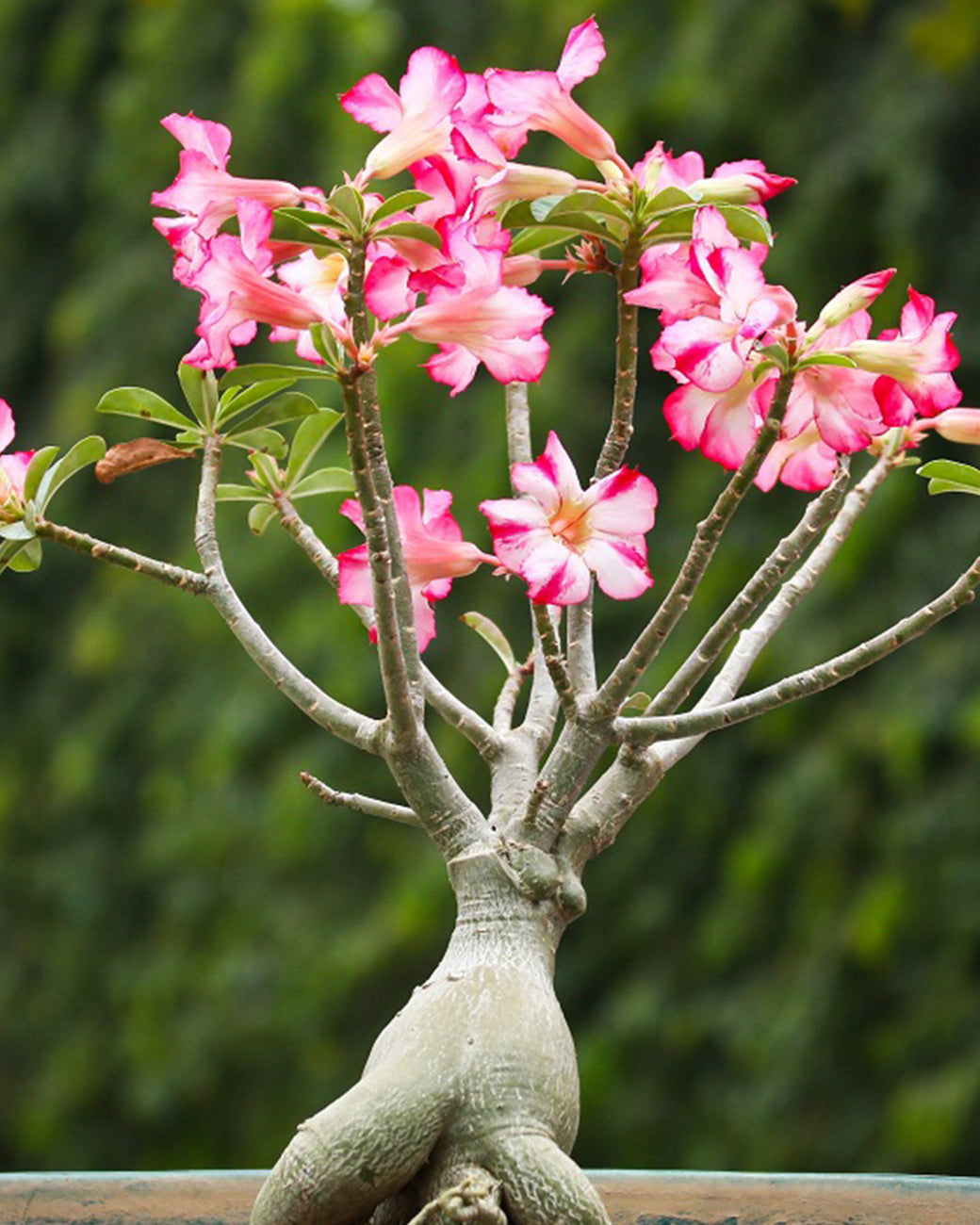 A desert rose that has been well cared for