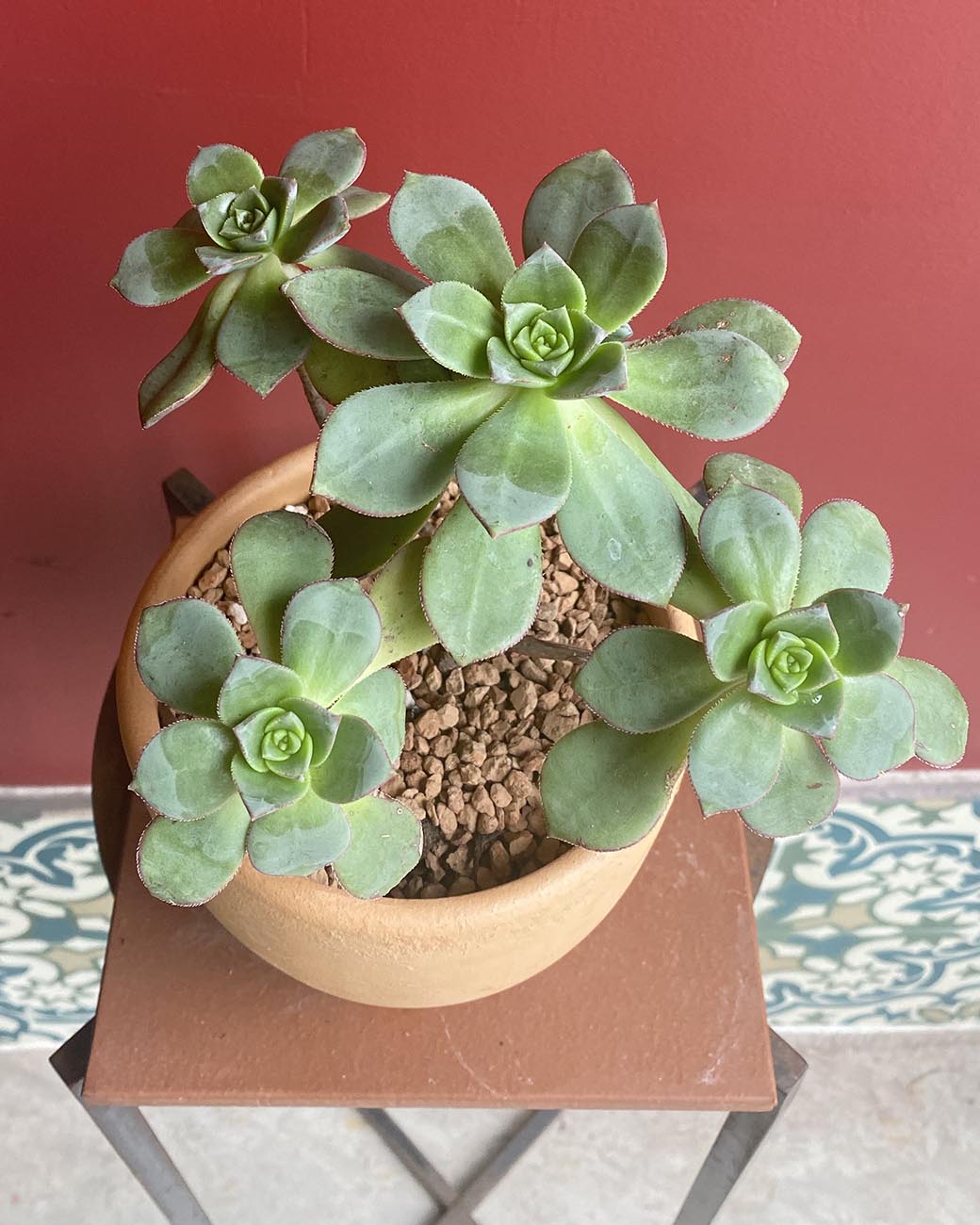 Aeonium 'Kiwi Verde'