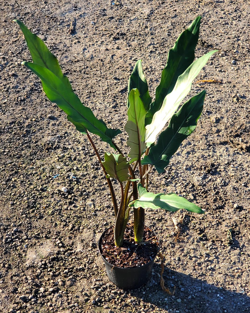 Alocasia 'Borneo Black'
