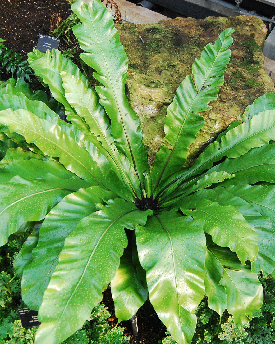 Asplenium nidus