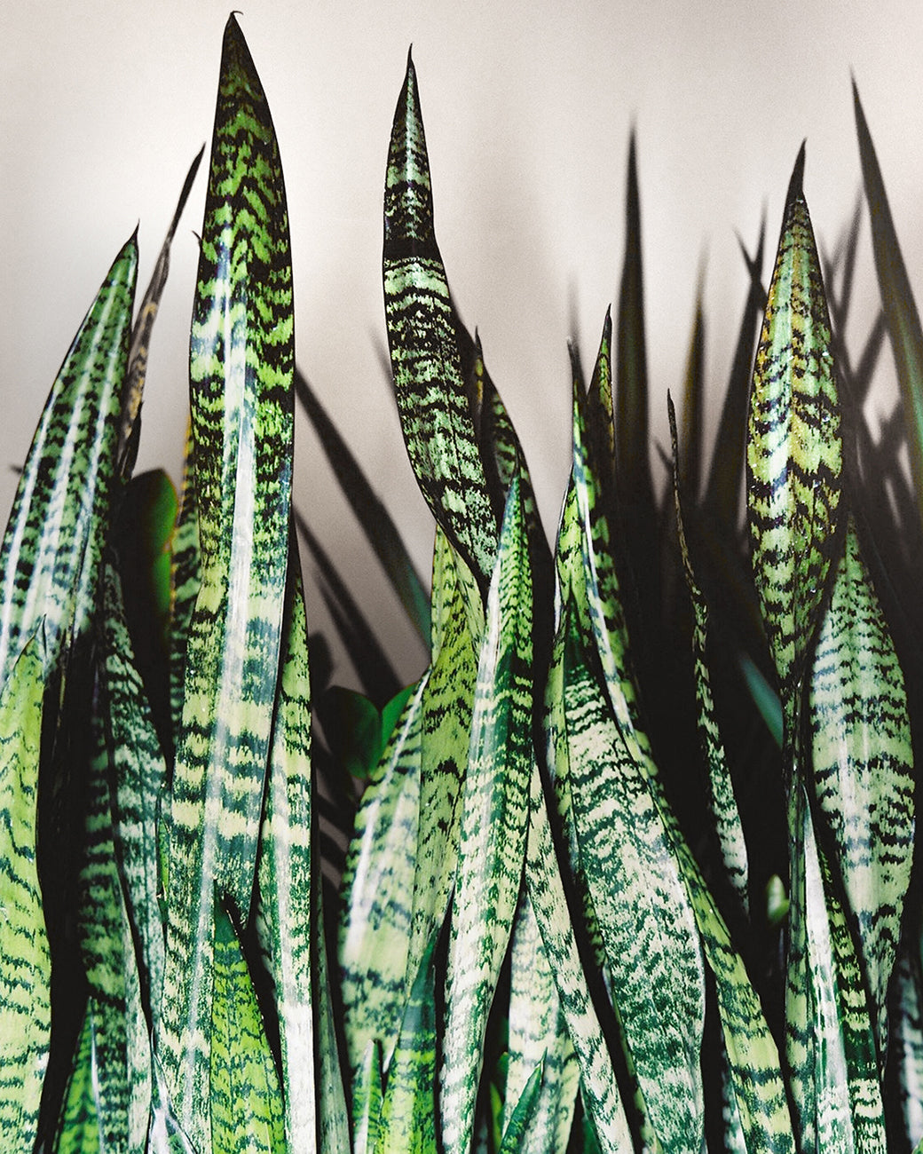 Sansevieria trifasciata 'Black Coral'