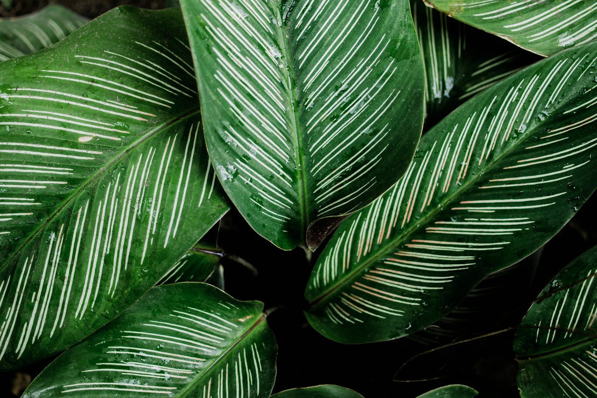A Calathea plant with unique white patterned markings