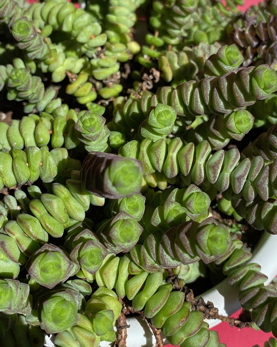 Crassula perforata
