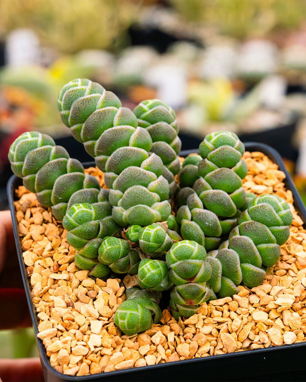 Crassula barklyi