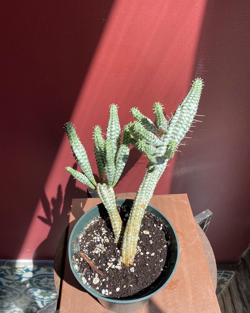 Euphorbia mammillaris variegata