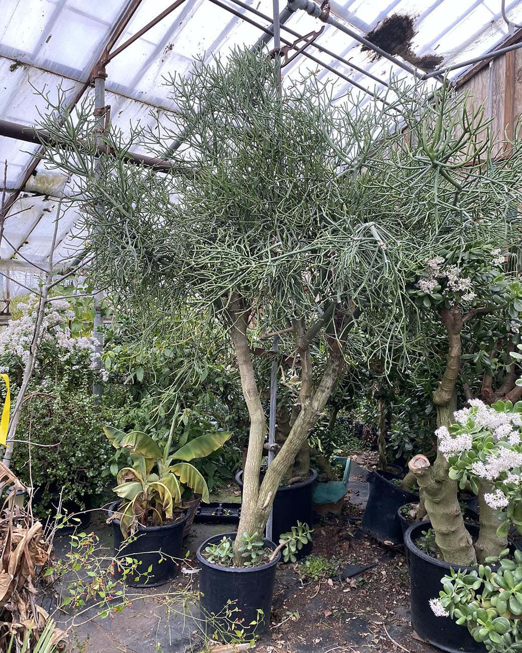 Euphorbia tirucalli