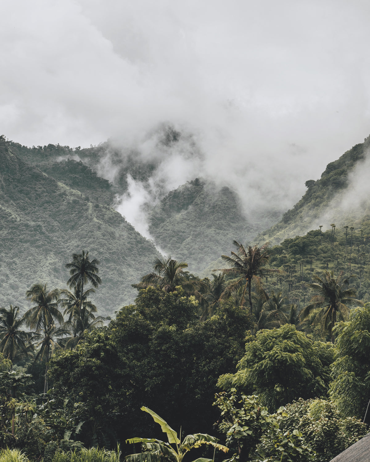 A Cloud Forest Biome, one of the natural habitats of many tropical plants at Tula Plants & Design.