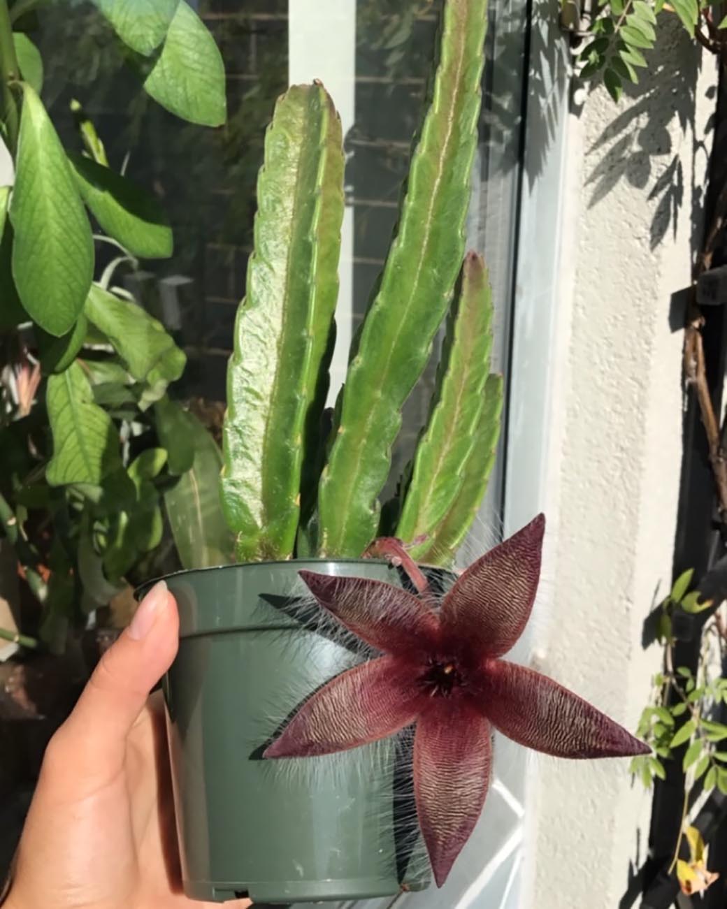 Stapelia gigantea