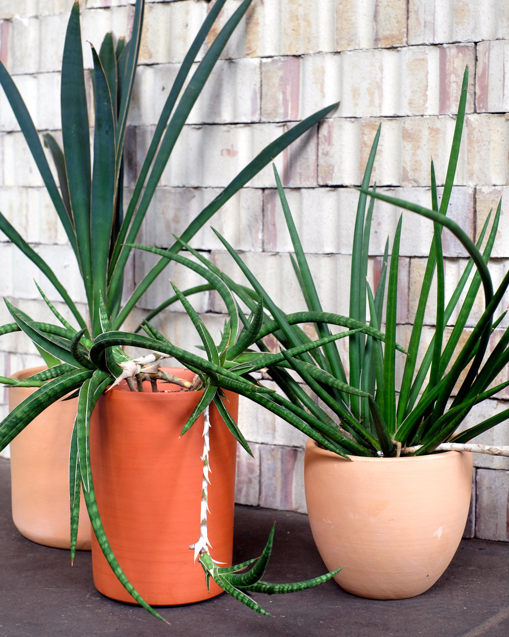 Rare and unusual Sansevierias, or snake plants, for sale at Tula Plants & Design.