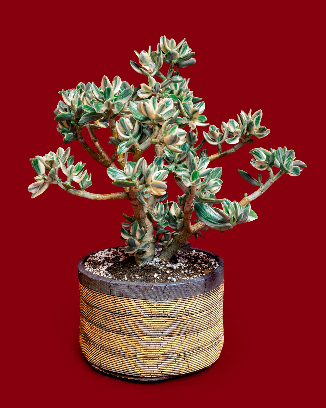 Variegated Jade (Crassula ovata) pruned and sculpted into a bonsai shape, potted in custom Com Work pottery and photographed at Tula Plants & Design.