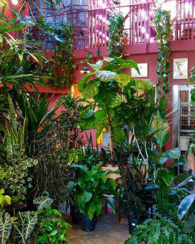 Tula's Tropical Room is a microclimate in itself, where tropicals are clustered together and circulate beneficial heat, light, and humidity.