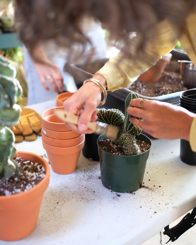 Tula Plants & Design founder Christan Summers pots a Pachycereus Marginatus crested, a rare collector cactus for sale.