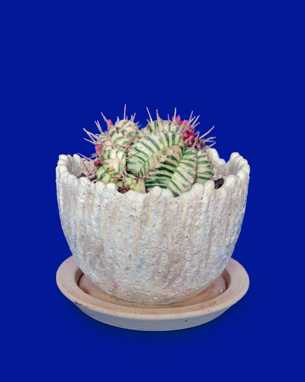 Euphorbia meloformis variegata with creamy-white and green stripes and pink flowers at Tula Plants & Design.