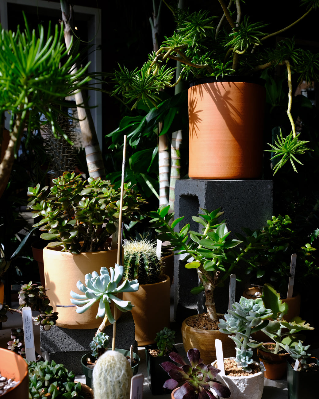 Succulents grouped together in direct sunlight at Tula Plants & Design.
