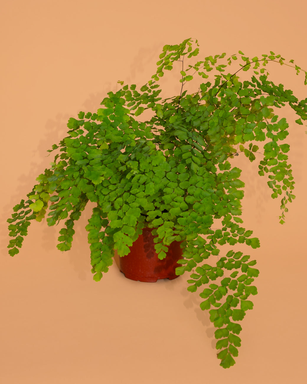 Adiantum Pedatum