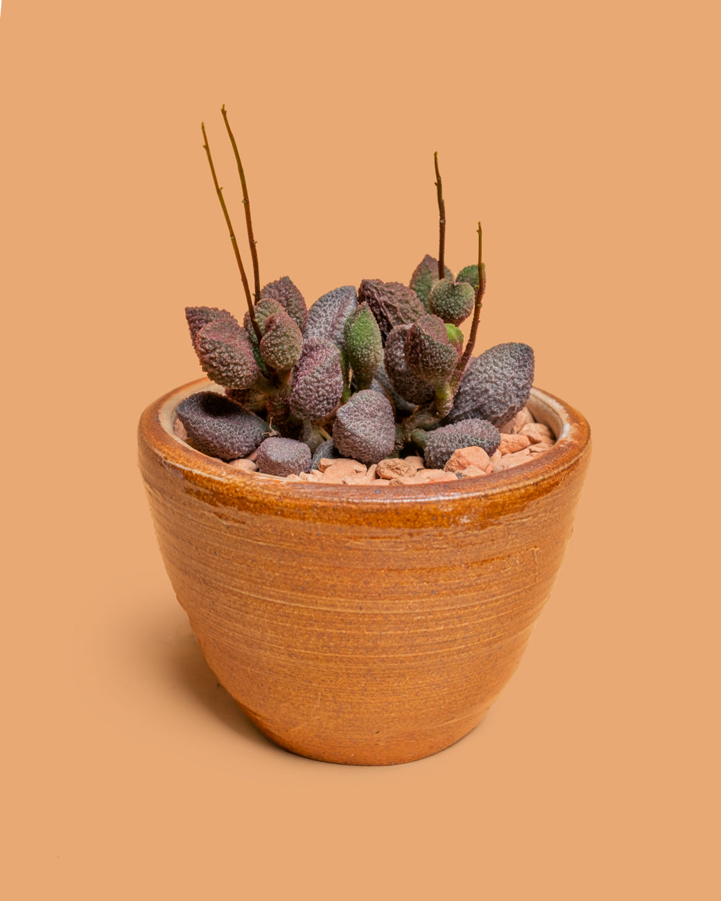 Adromischus marianiae herrei v.red