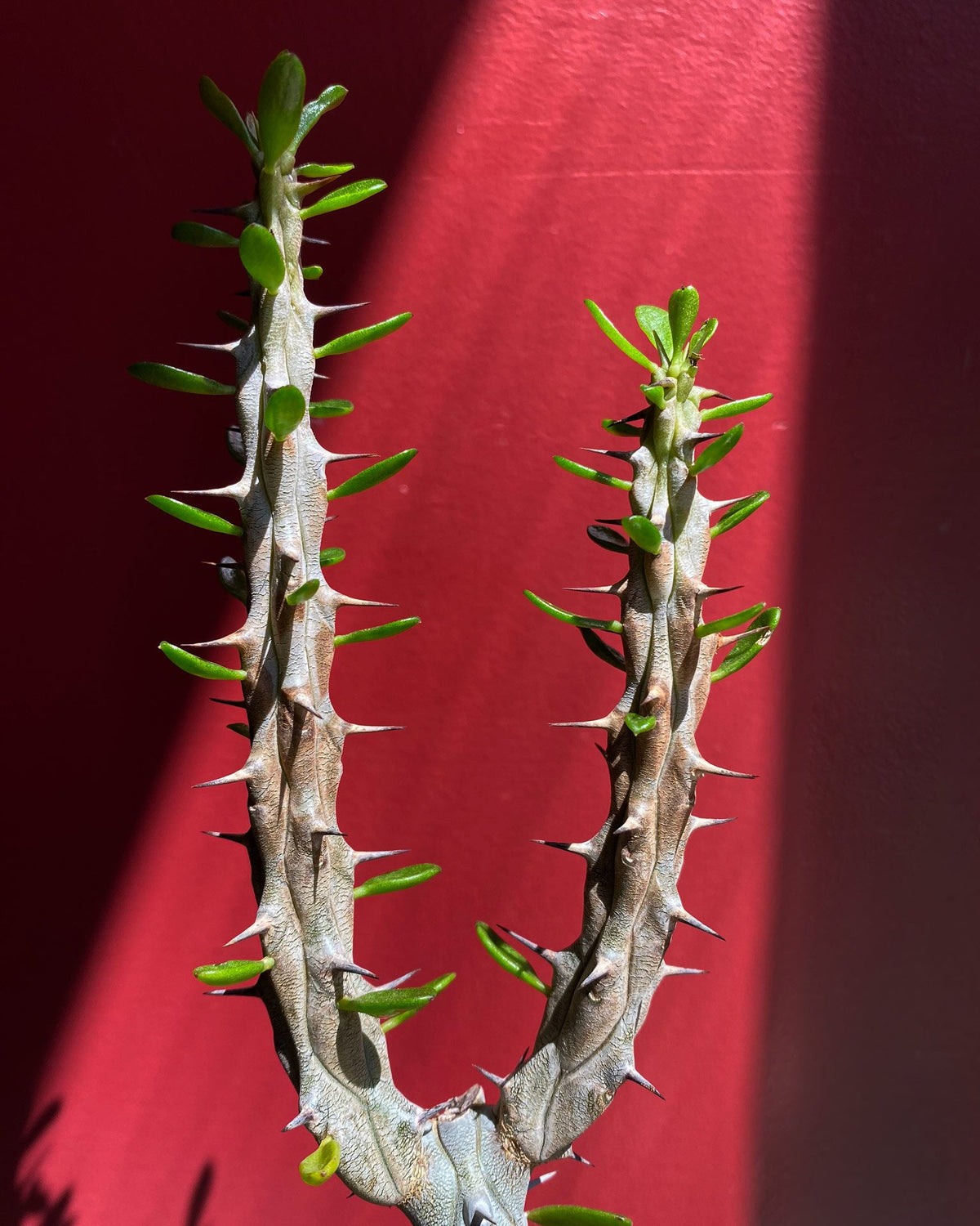 Two branches of a thorny Alluaudia procera