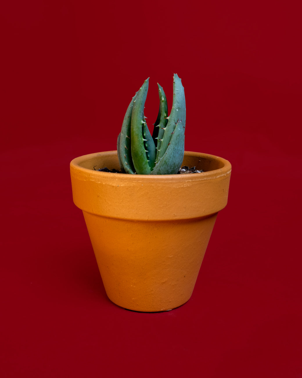 Aloe peglerae