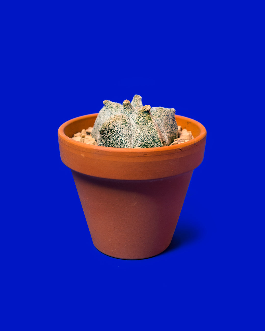 The pentagonal, fuzzy, and white Astrophytum coahuilense cv. hakuran Kikko at Tula Plants & Design